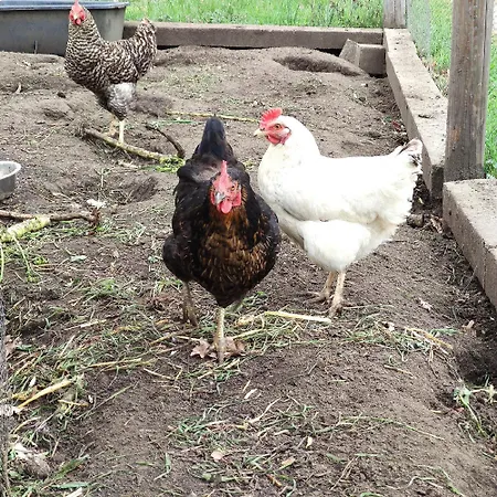 Flussperle Daire Coswig (Anhalt)