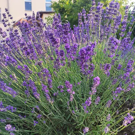 Apartamento Flussperle Coswig (Anhalt)