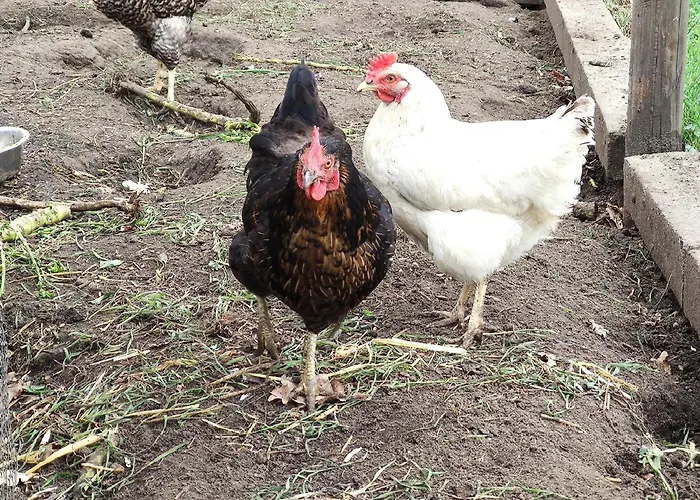 Flussperle Apartman Coswig