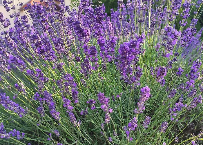 Lägenhet Flussperle Coswig (Anhalt)